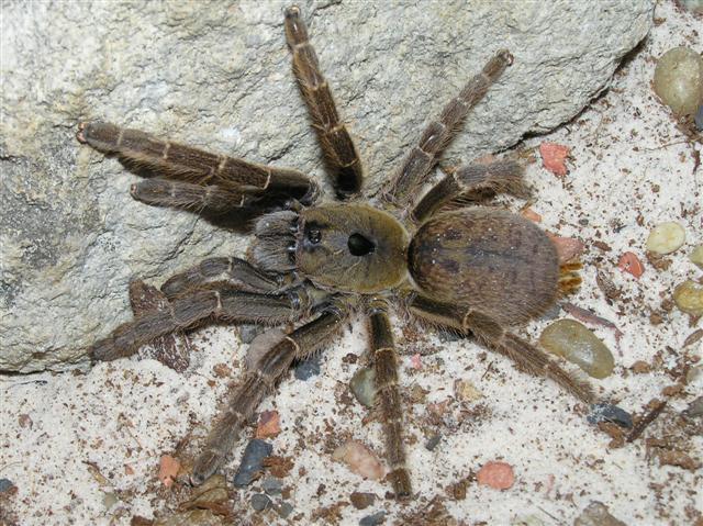 Ceratogyrus brachycephalus