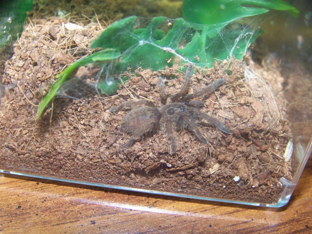 Ceratogyrus brachycephalus