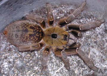 Ceratogyrus brachycephalus