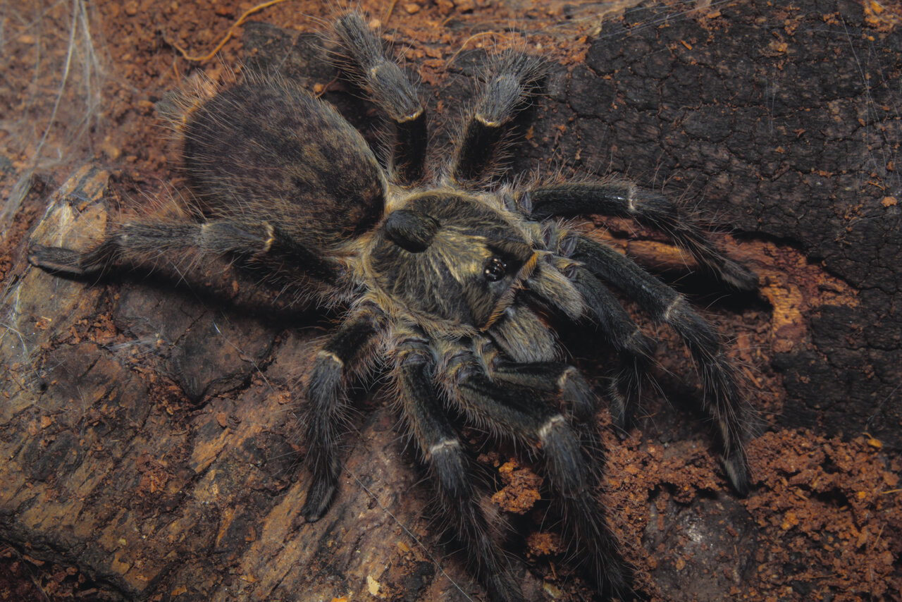 Ceratogyrus darlingi 0.1 having a snack