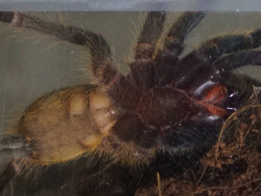 Ceratogyrus darlingi approx 5cm. F/M Please?