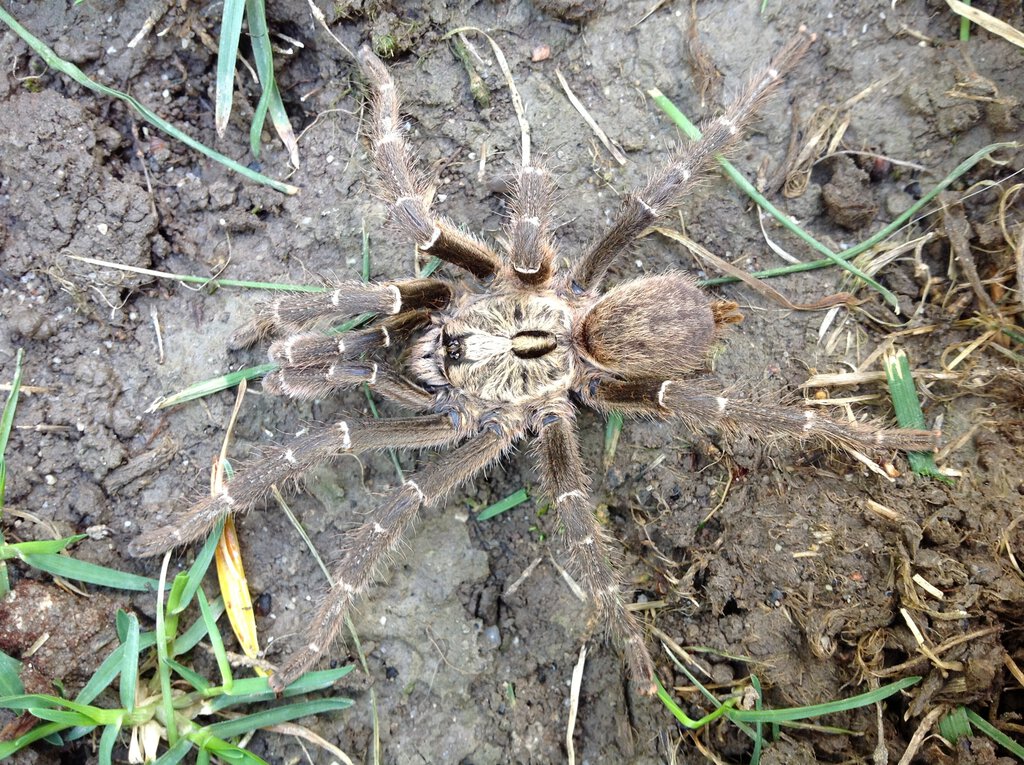 Ceratogyrus darlingi - Mature Male