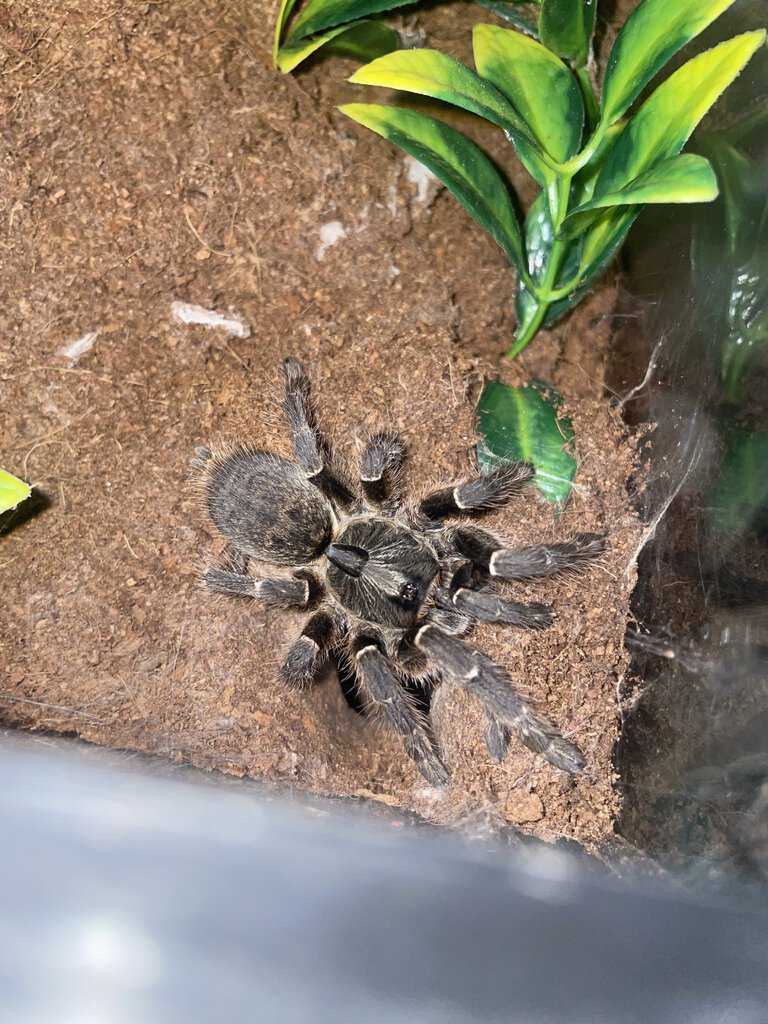 Ceratogyrus darlingi protecting her burrow