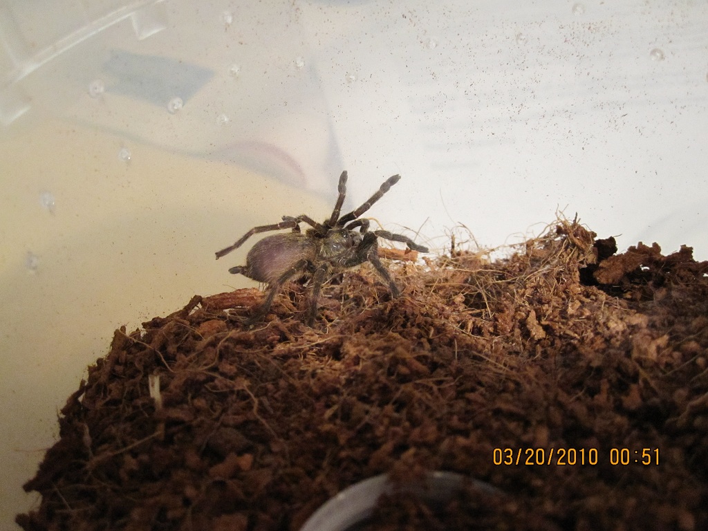 Ceratogyrus darlingi sling