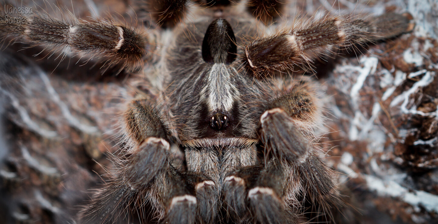 Ceratogyrus darlingi Sub-Adult Female