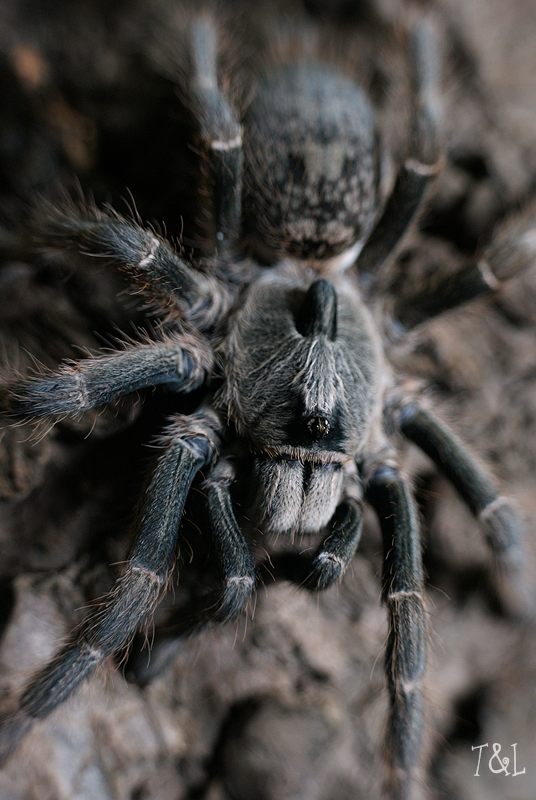 Ceratogyrus darlingi