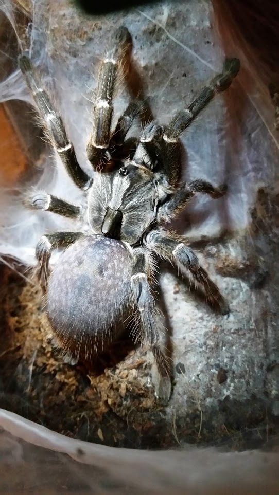 Ceratogyrus Darlingi