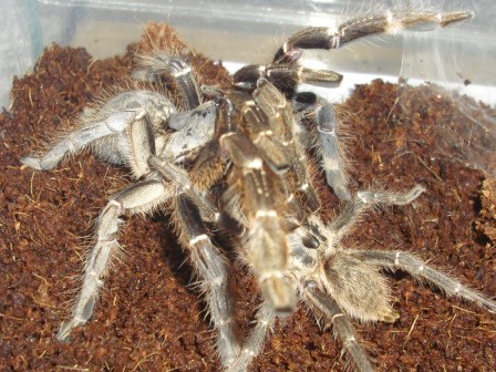 ceratogyrus darlingi