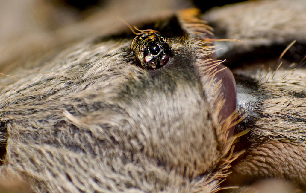 Ceratogyrus darlingi