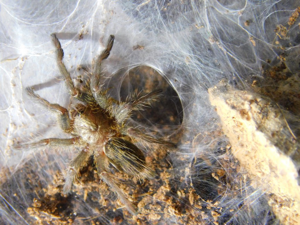 Ceratogyrus Darlingi