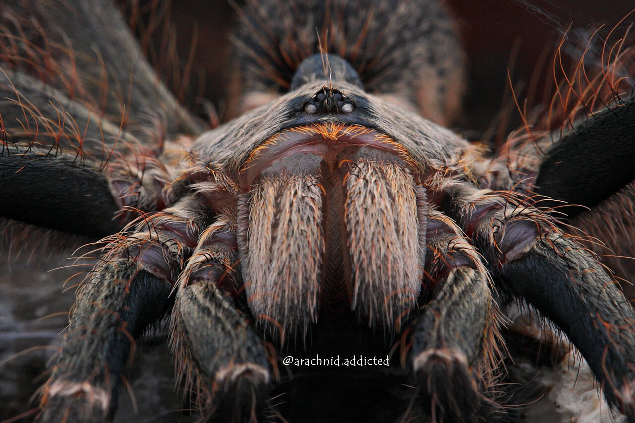 Ceratogyrus darlingi.