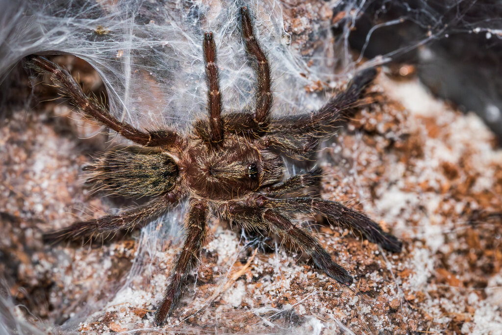 Ceratogyrus darlingi