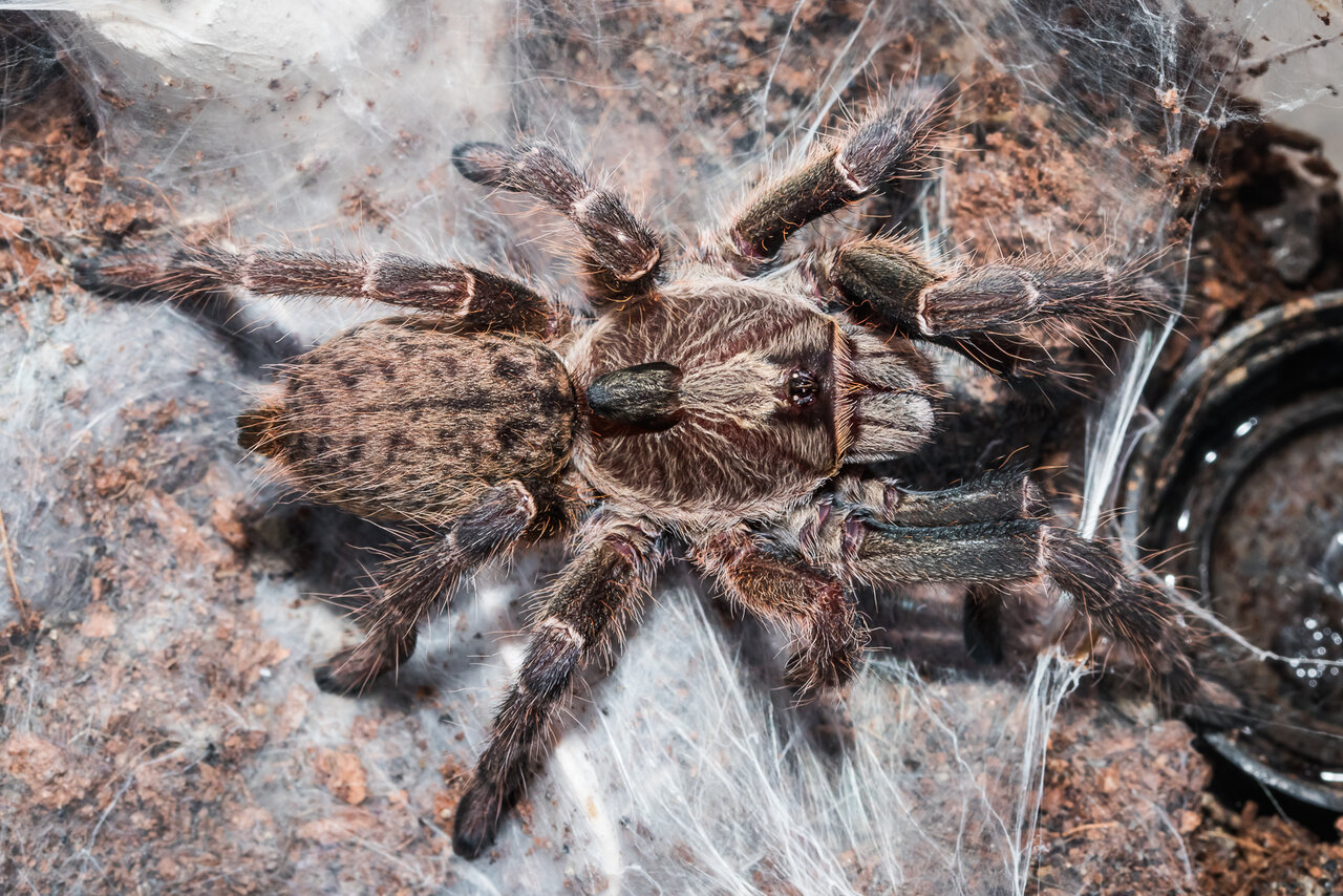 Ceratogyrus darlingi