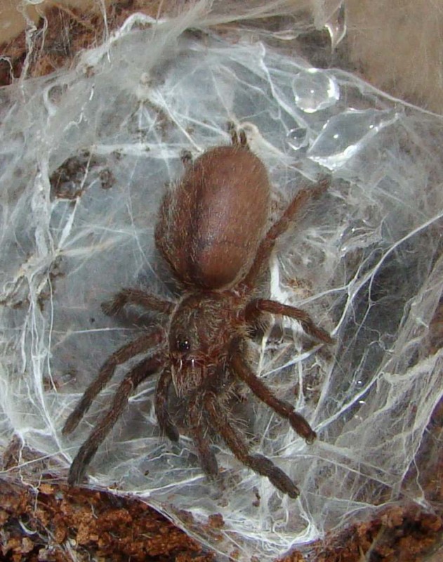 Ceratogyrus Marshalli 1/3"