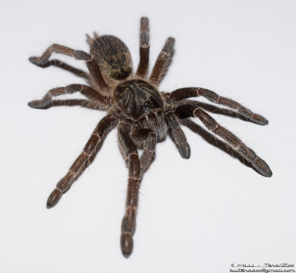 Ceratogyrus marshalli - juvenile