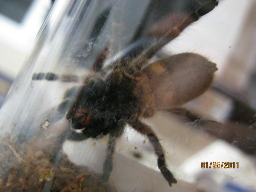 Ceratogyrus Marshalli Male Or Female?