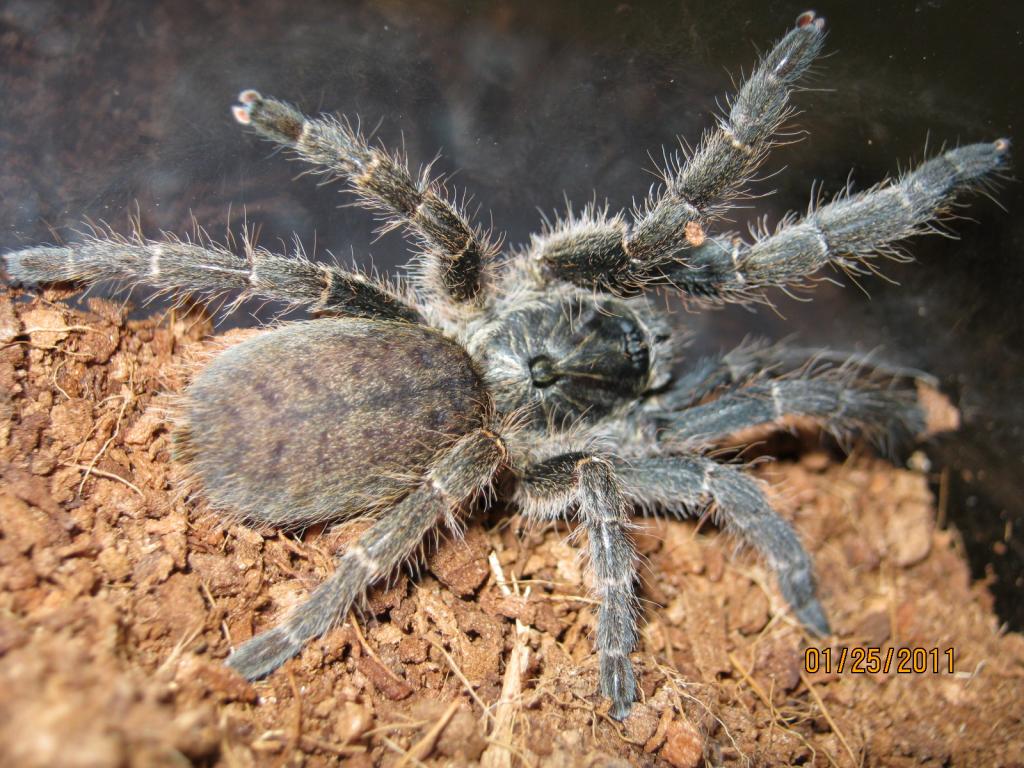 Ceratogyrus Marshalli Male Or Female?