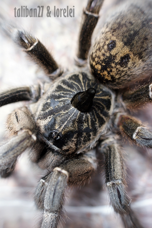 Ceratogyrus marshalli