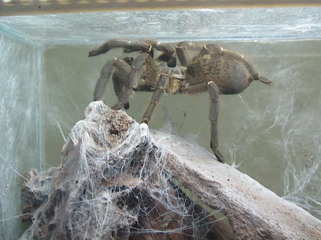 Ceratogyrus marshalli