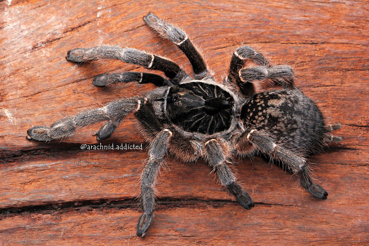 Ceratogyrus marshalli.