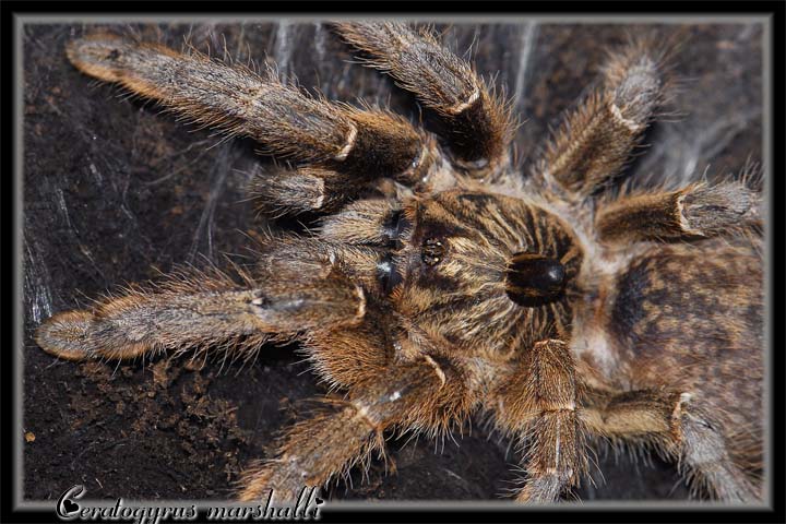 Ceratogyrus marshalli