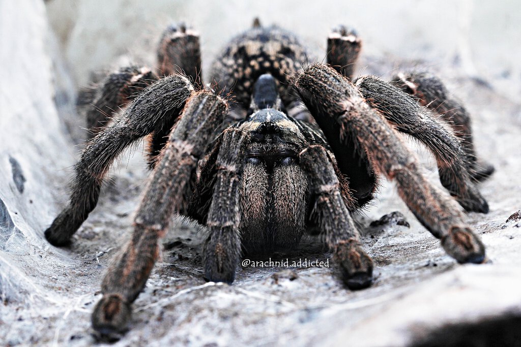 Ceratogyrus marshalli.