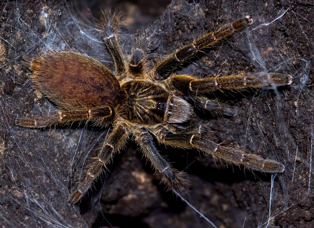 Ceratogyrus marshalli