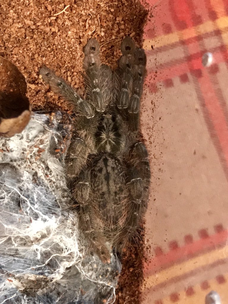 Ceratogyrus meridionalis???