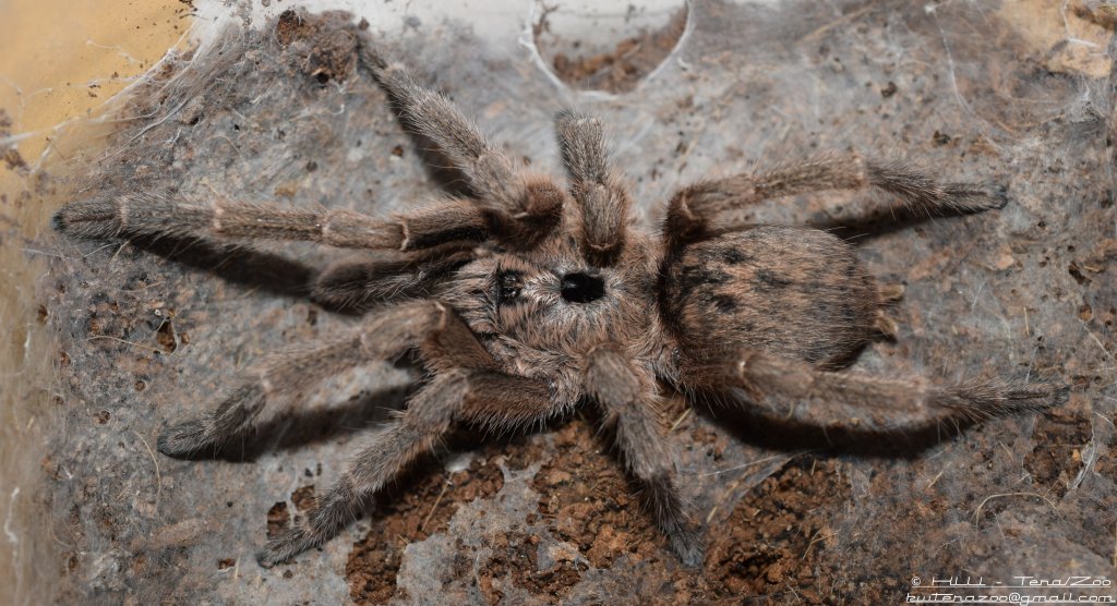 Ceratogyrus sanderi - adult male