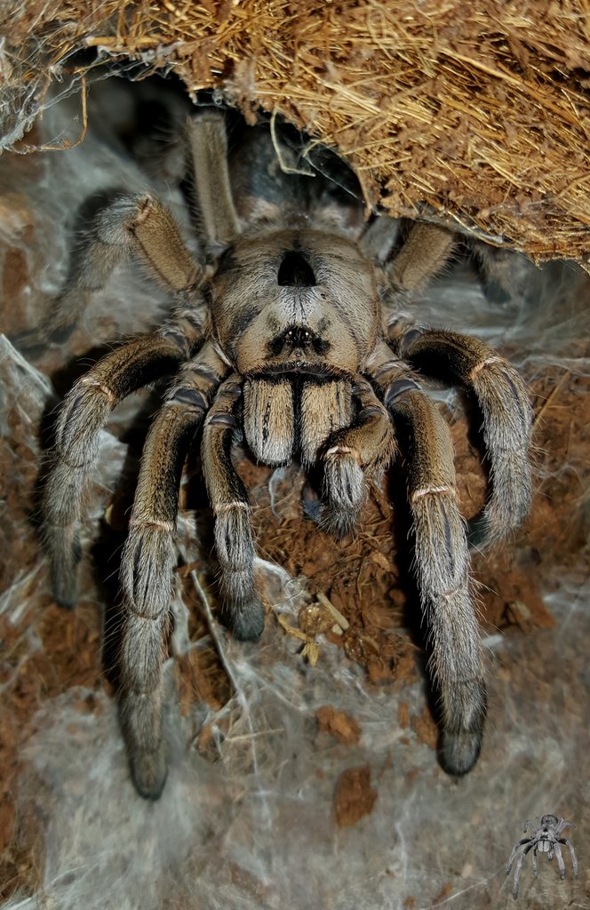 Ceratogyrus sanderi (Sandy Horned Baboon)