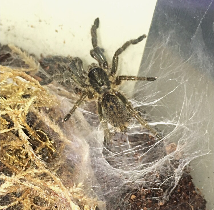 Ceratogyrus sp.