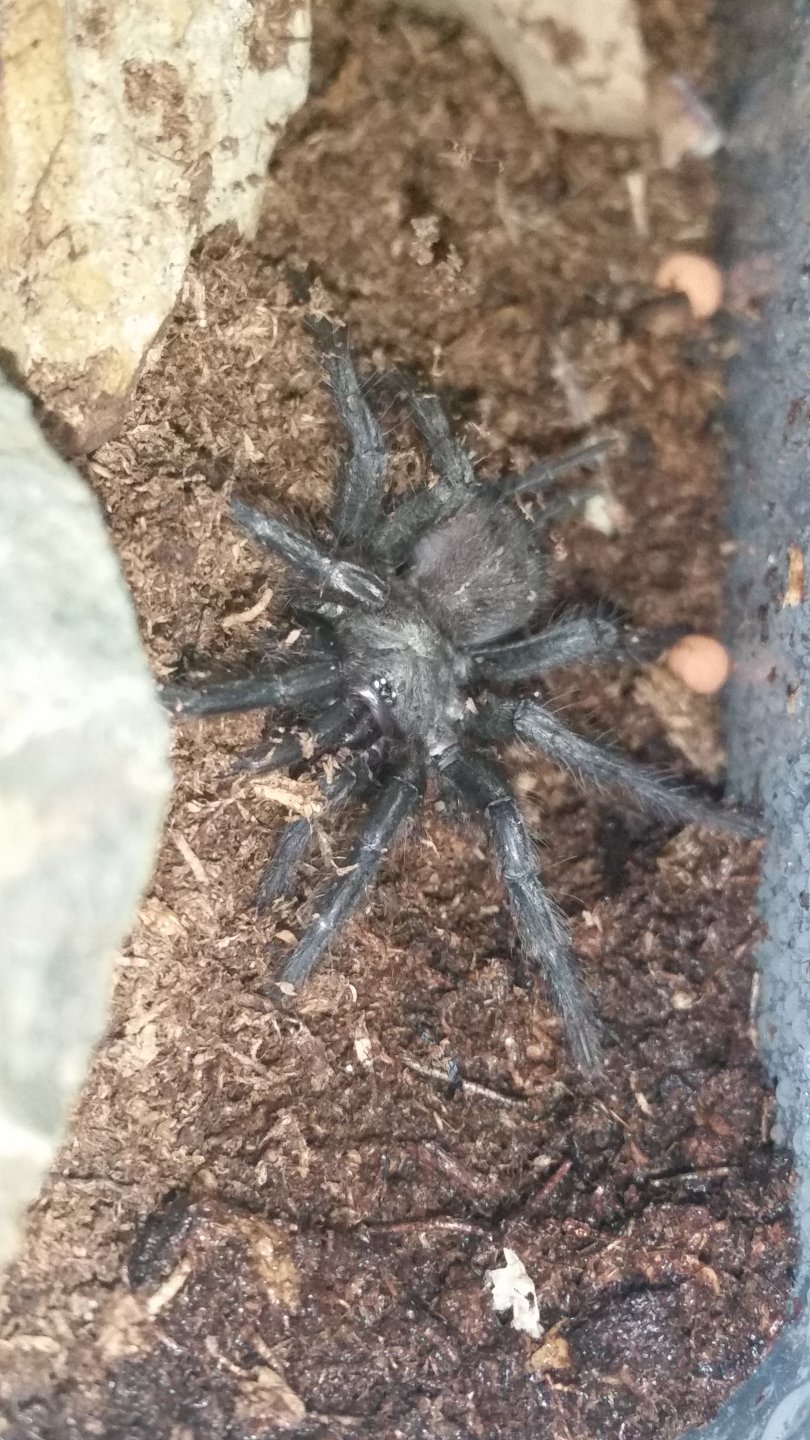 Cethegus sp. Coffs Harbour