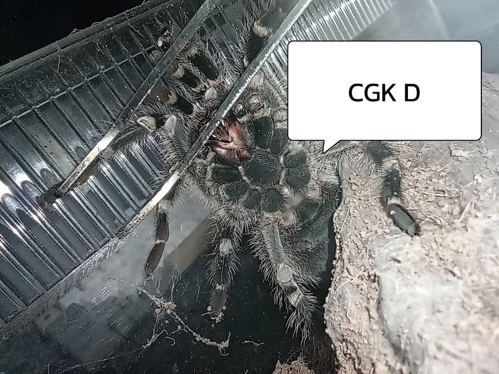 CGK D