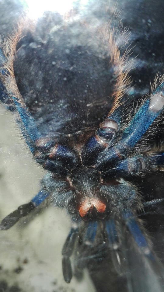 ch. cyaneopubescens