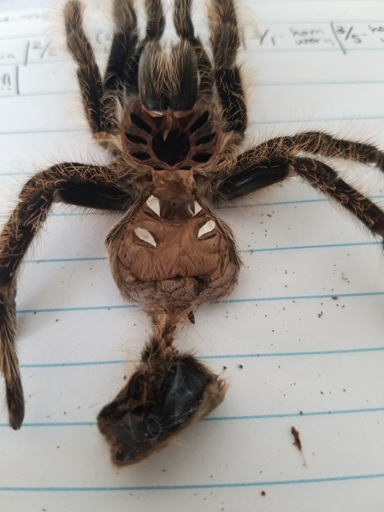 Chabi molted!!