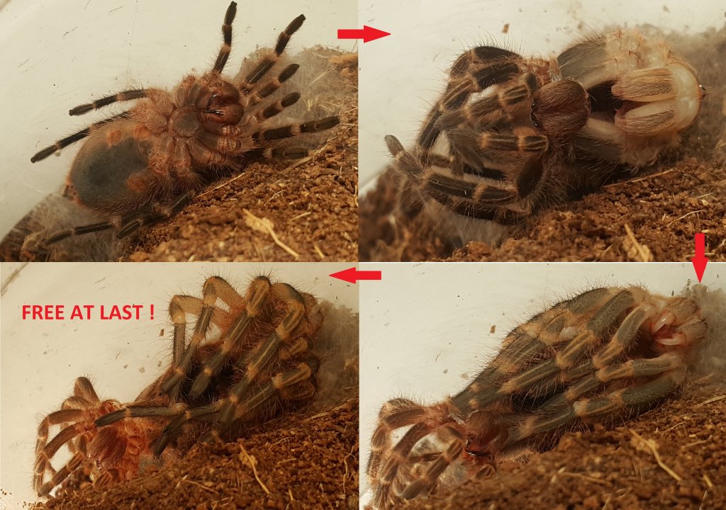 Chaco Golden Knee moulting