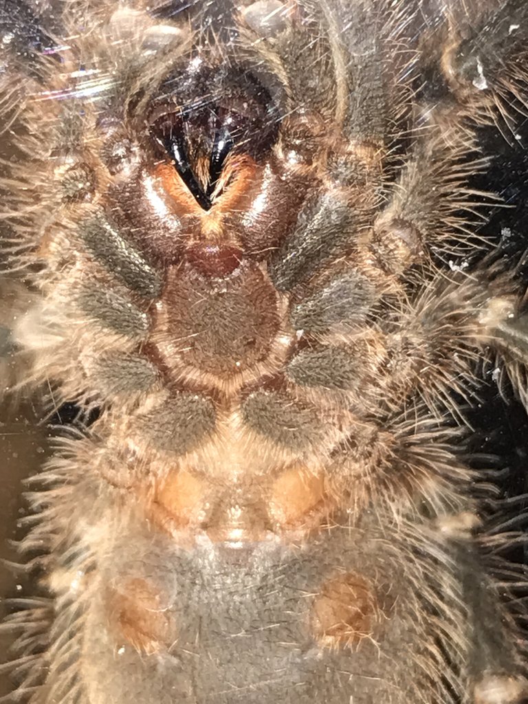 Chaco male of female?