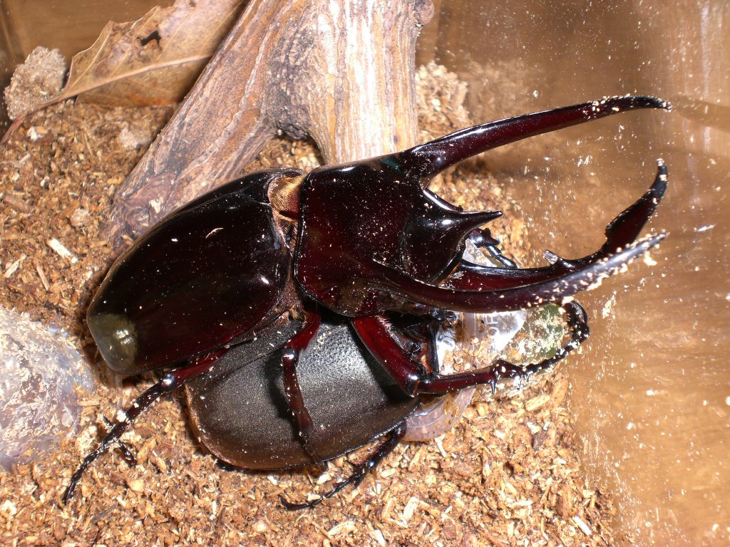 Chalcosoma Atlas