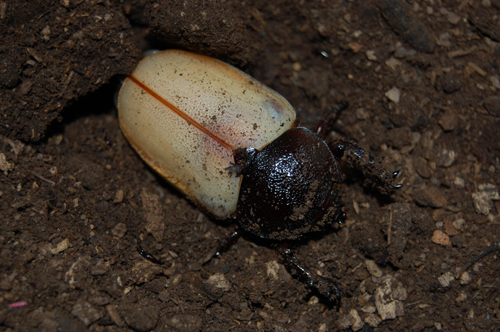 Chalcosoma caucasus