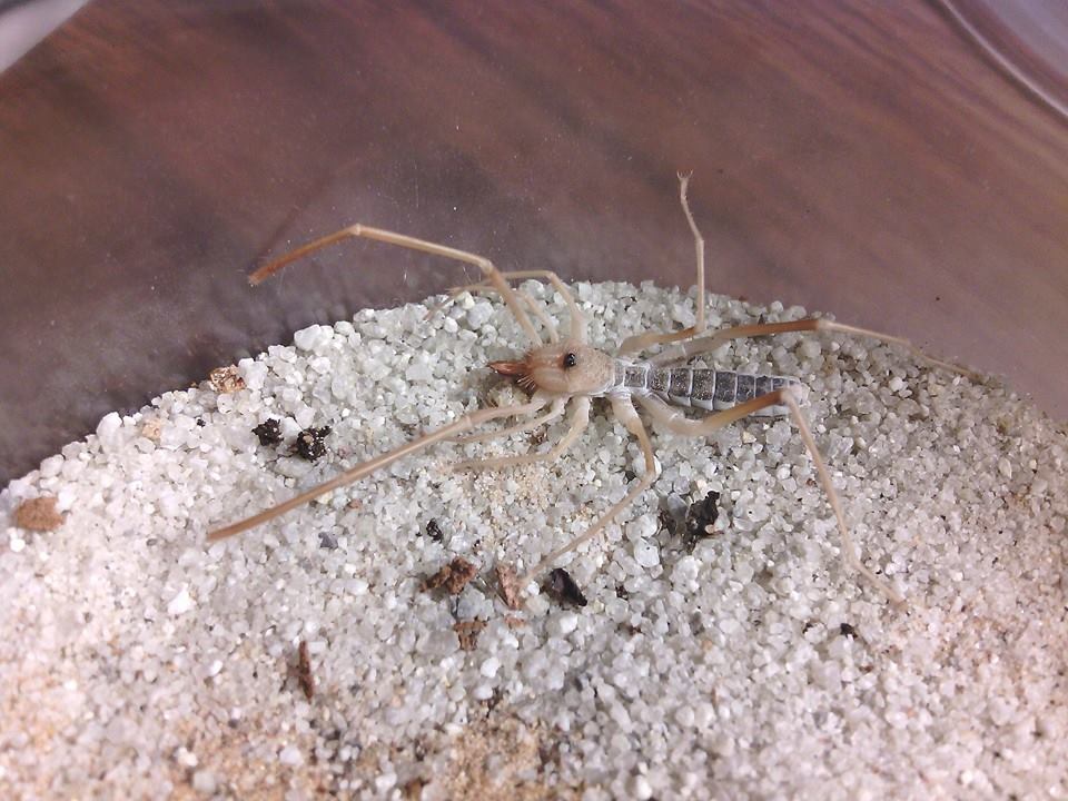 Chanbria regalis