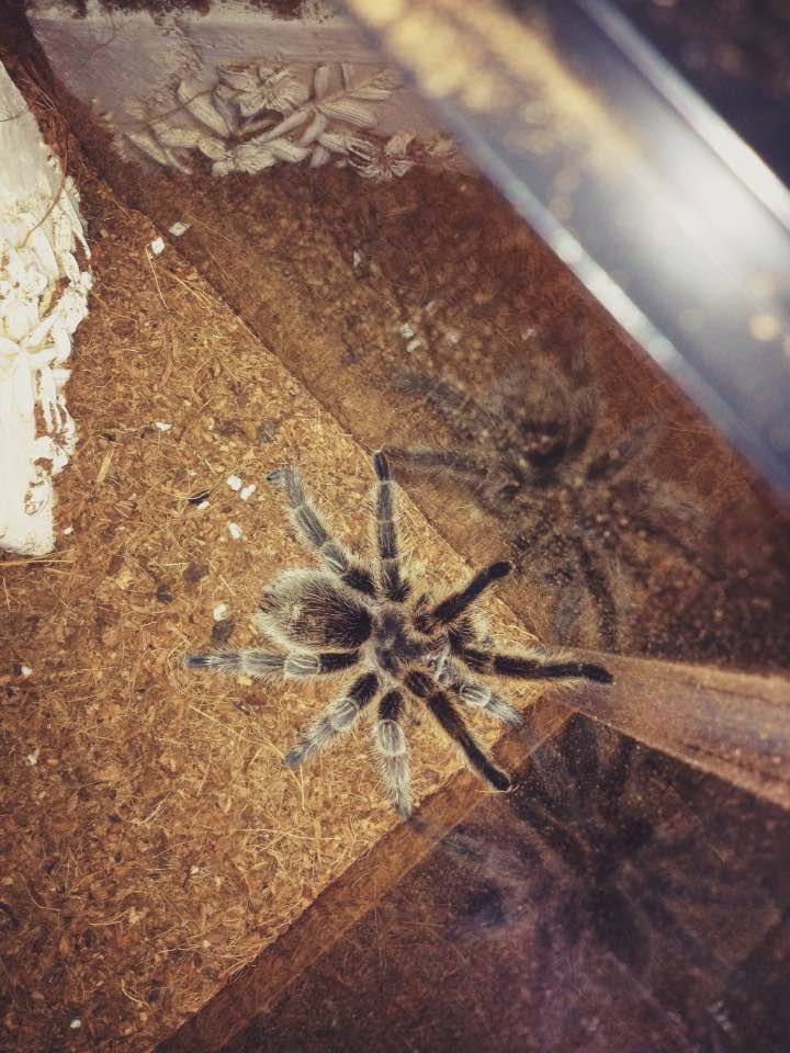 Chappie my Grammostola rosea