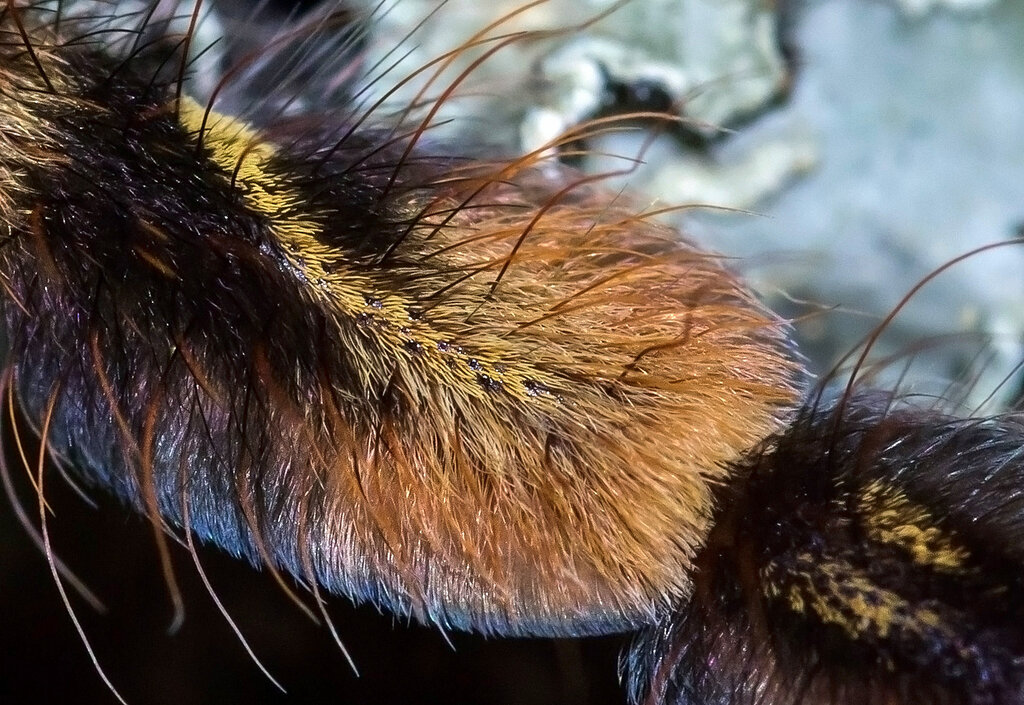 Characteristic marking on P. subfusca "Lowland" sling's metatarsus