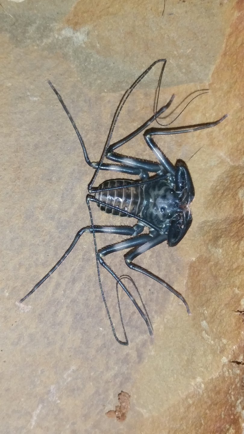 Charinus Pescotti freshly molted