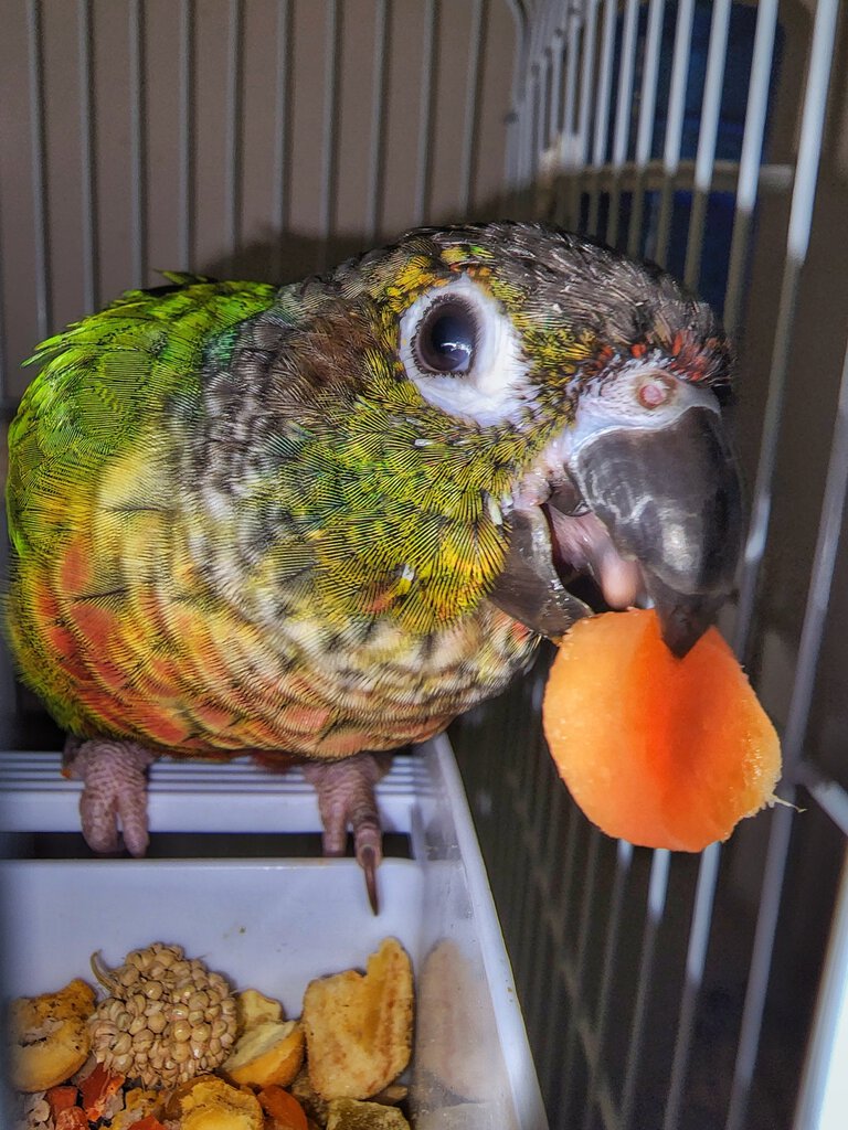 Charlie the green cheek conure