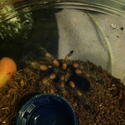 Charo Molted!