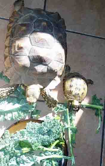 Che and Ray, Sulcata Tortoise and Russian Tortoise