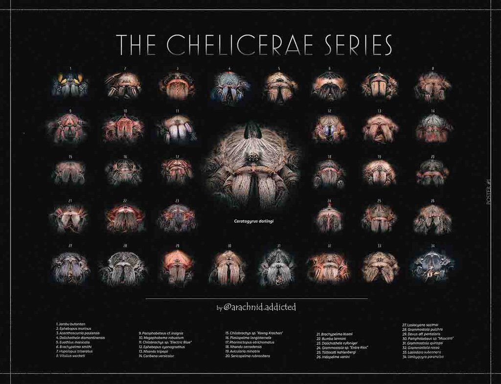 Chelicerae Series