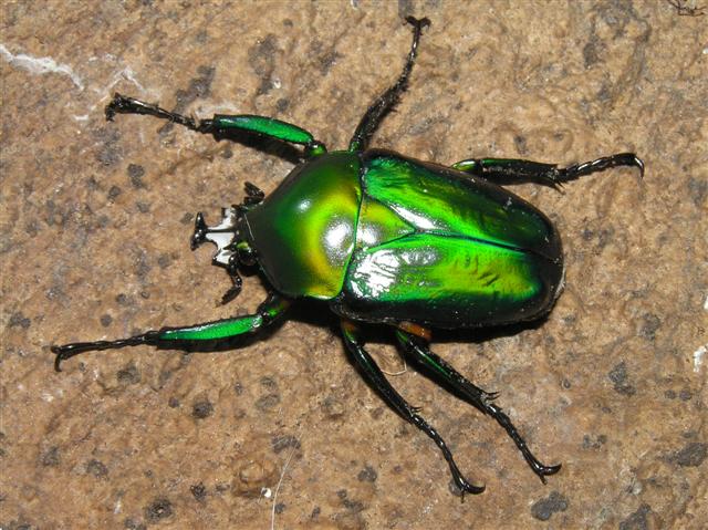 Chelorrhina sp.