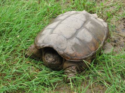 Chelydra serpentina