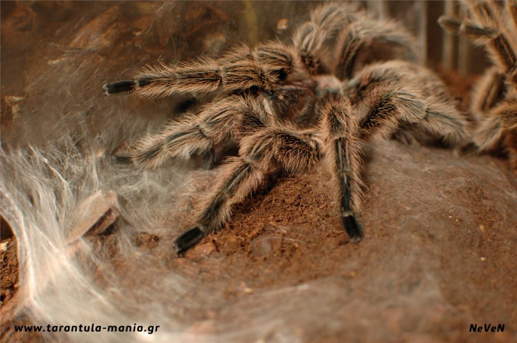 Chilean Rose molt 5-Sept-2011